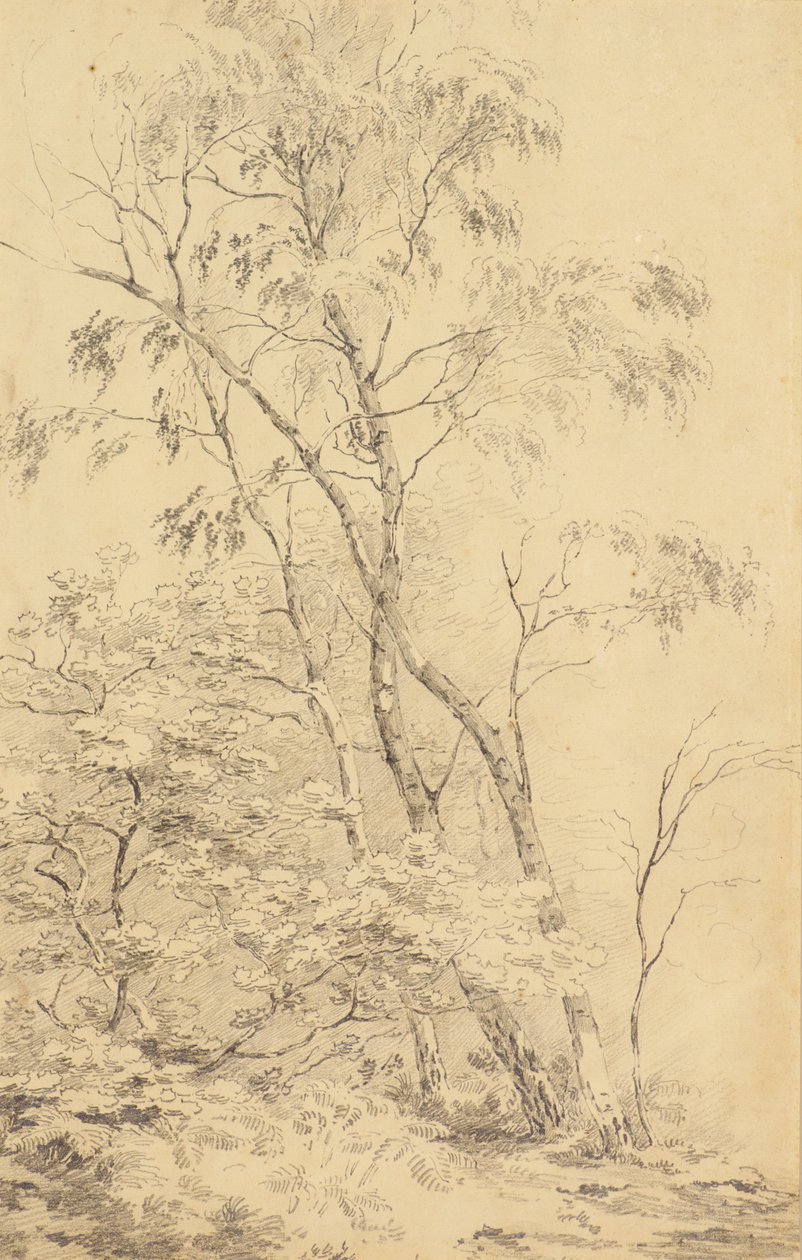 Trees at Bromley by Amelia Long