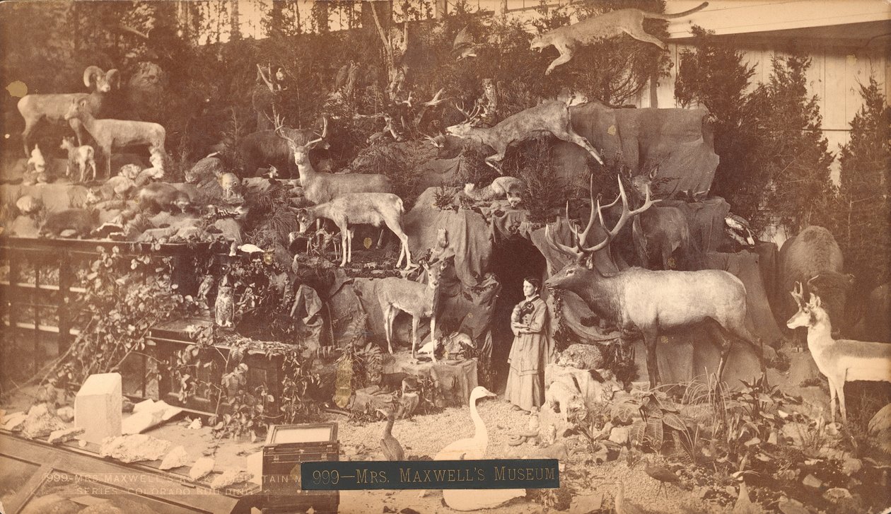 Mrs Maxwells Museum by American Photographer