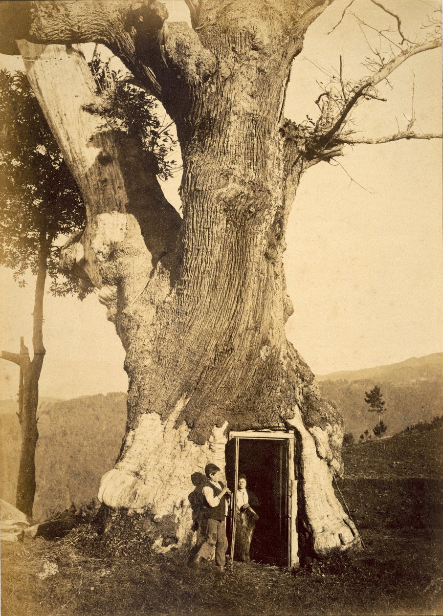 Two boys at the doorway of their treehouse, c.1870-80 by American Photographer