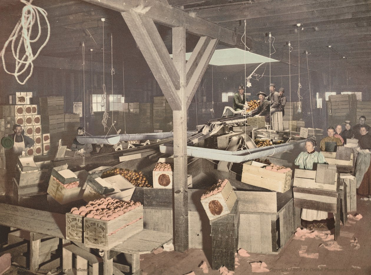 Orange Packing at Redlands, Published 1899 by American Photographer