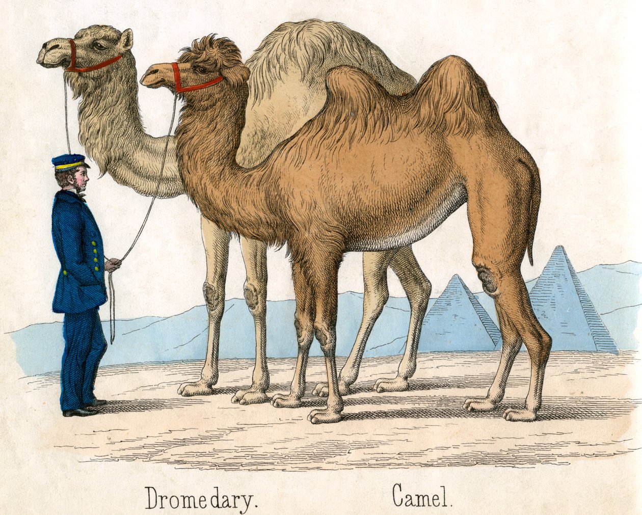 Antique Print of a Camel and Dromedary by American School