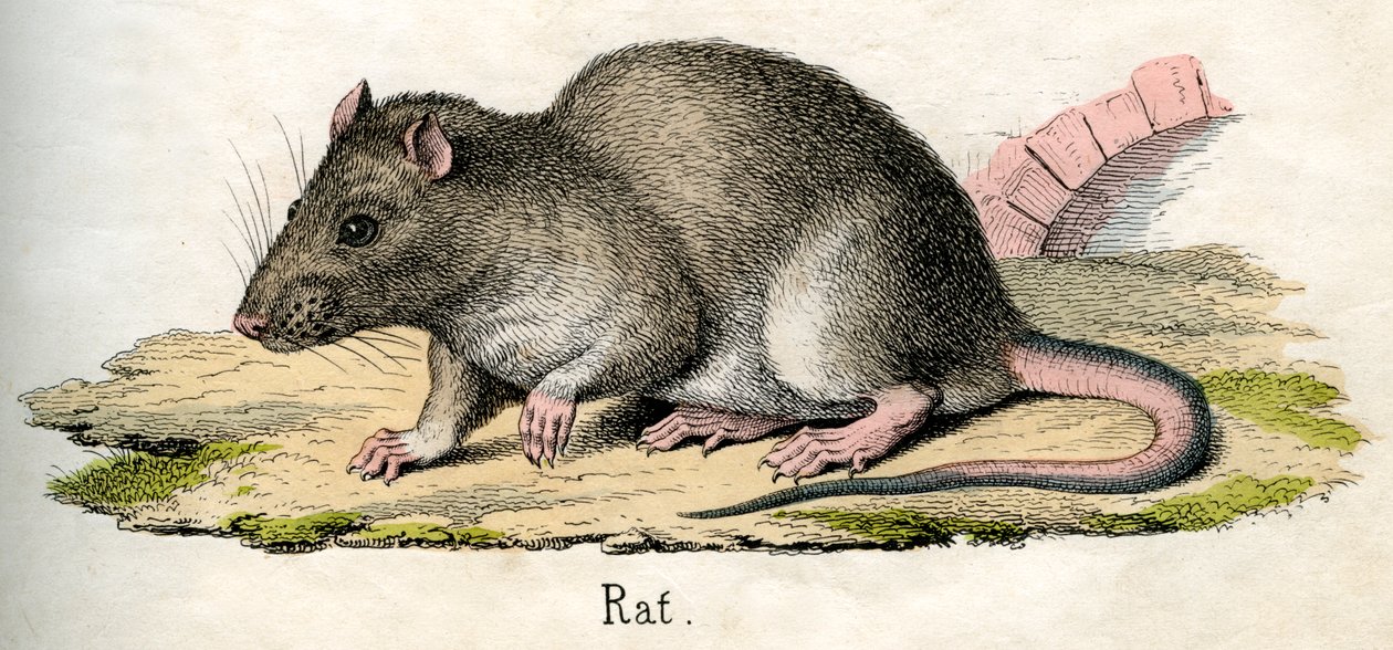Antique Print of a Rat by American School