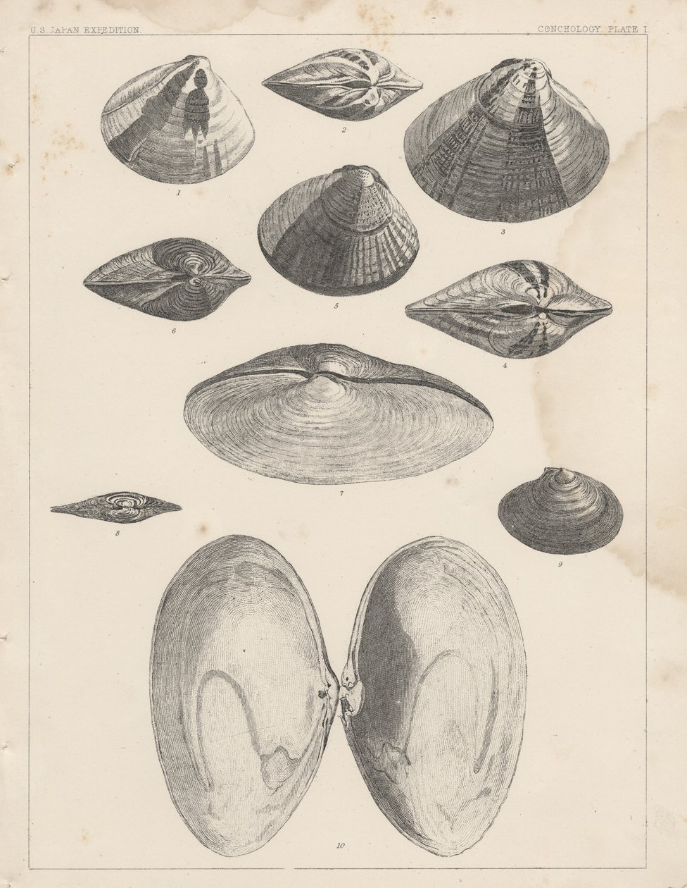 Conchology Plate I by American School