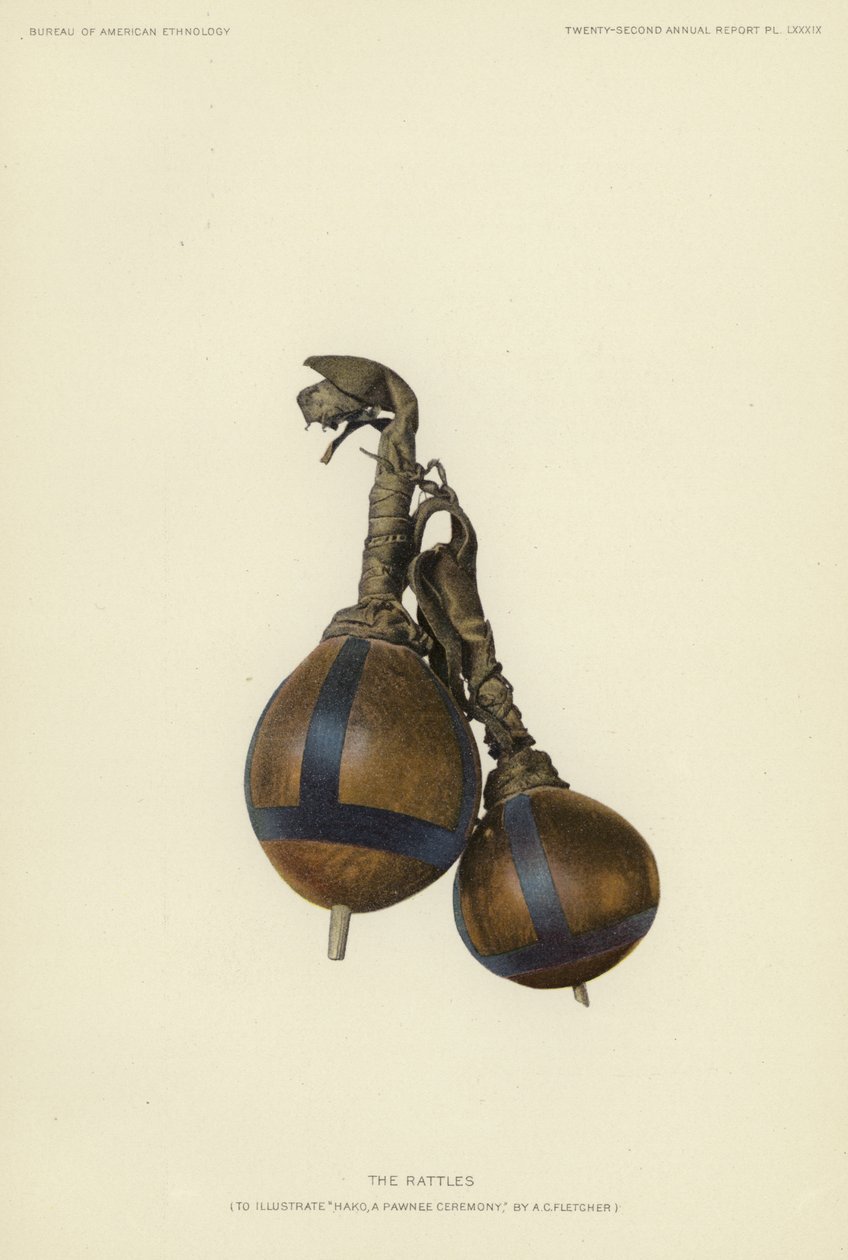 The Rattles by American School