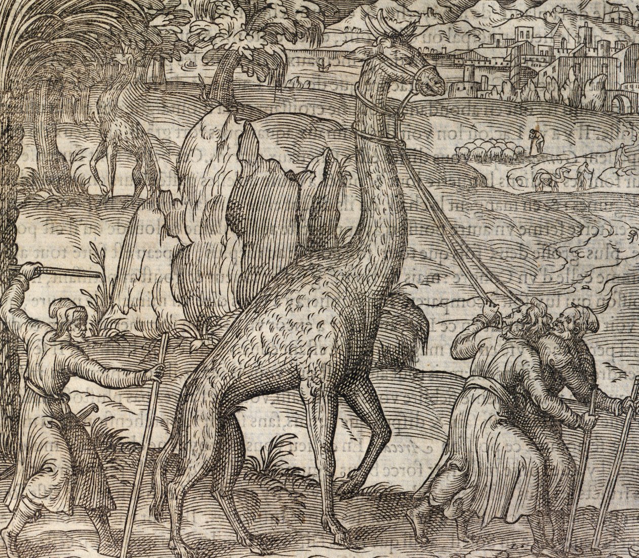 Giraffe, engraving from Cosmographie Universelle by Andre Thevet