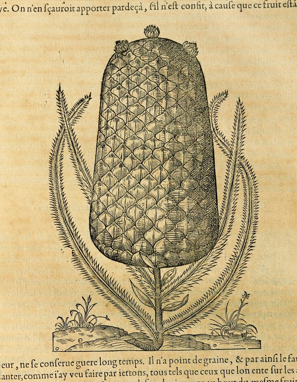 Pineapple (Ananas comosus), engraving by Andre Thevet by Andre Thevet