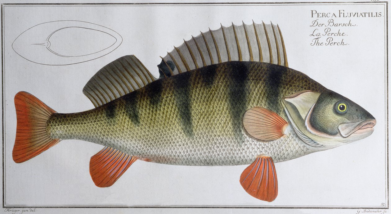 Perch: published by Black, c.1790 by Andreas Ludwig Kruger
