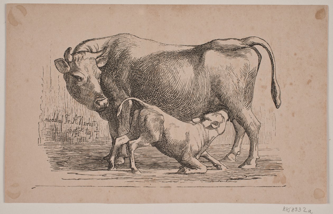 The Cow and the Calf by Andreas Flinch