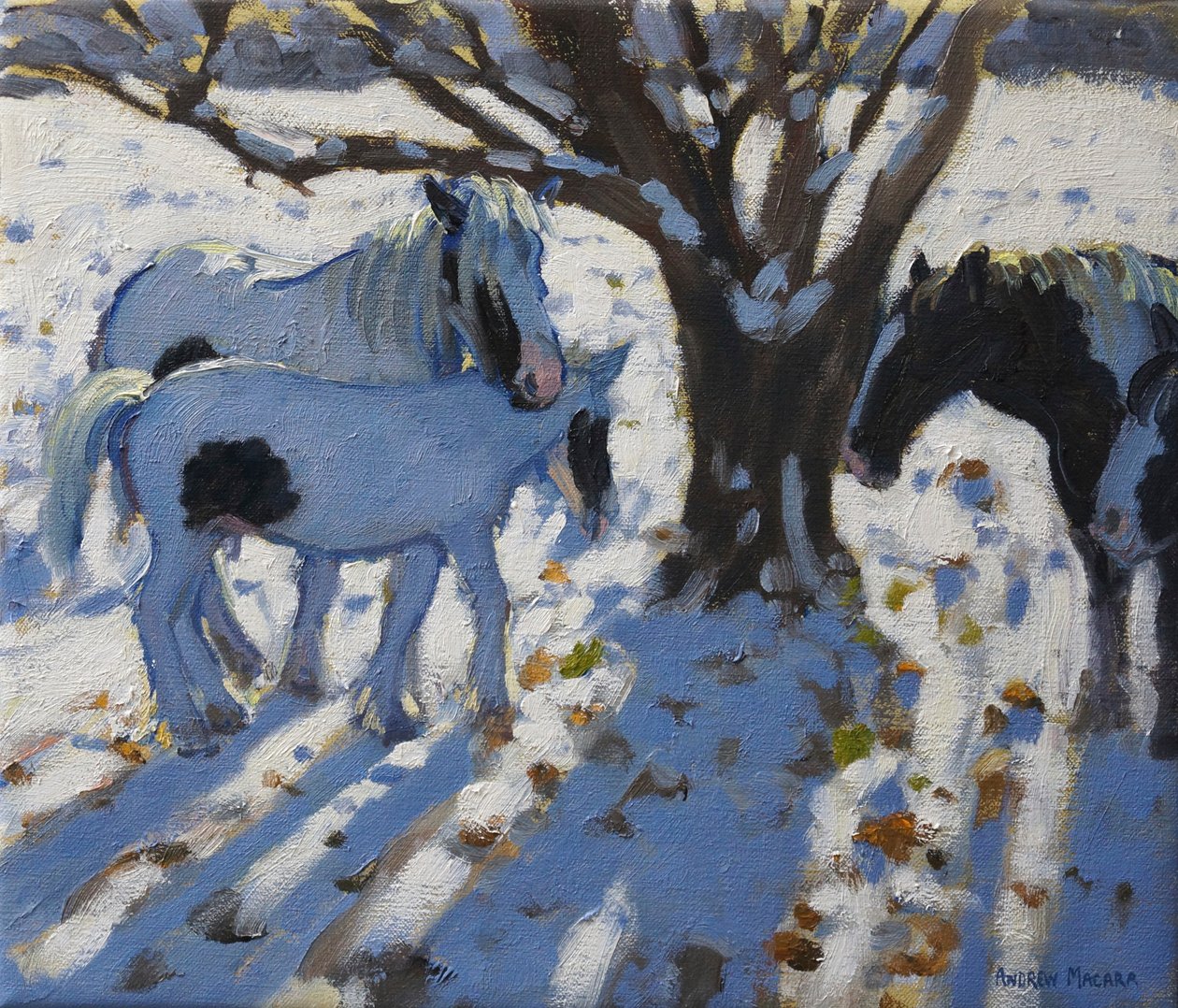 Skewbald Ponies in Winter, 2012 by Andrew Macara