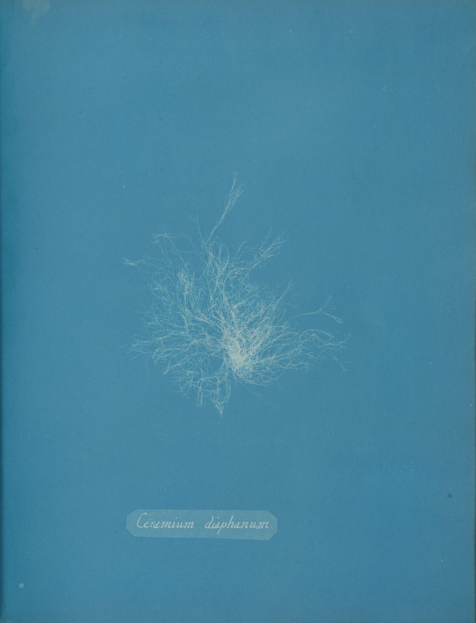 Ceramium Diaphanum by Anna Atkins