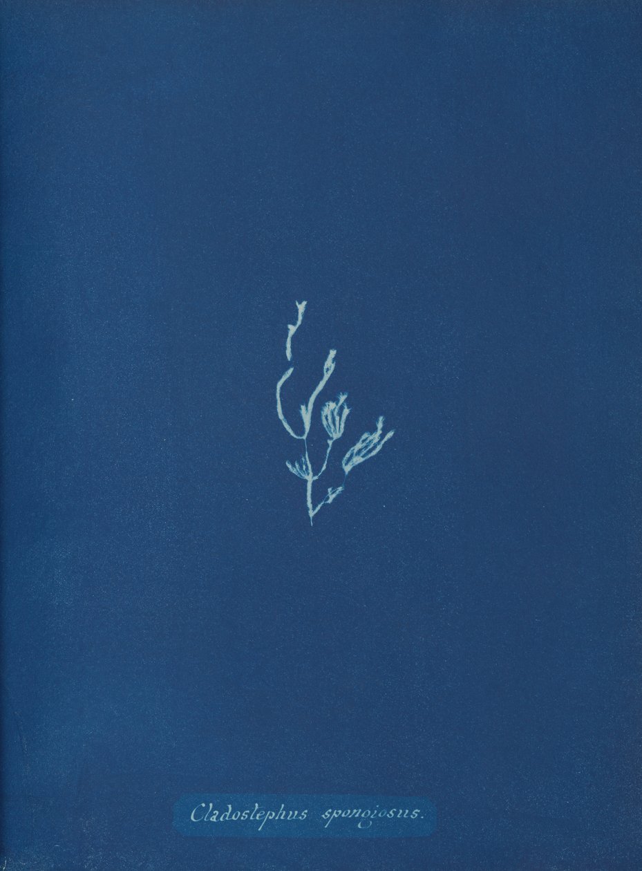 Cladostephus spongiosus by Anna Atkins