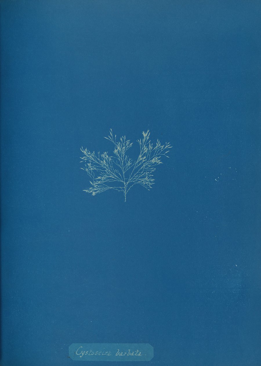 Cystoseira barbata by Anna Atkins