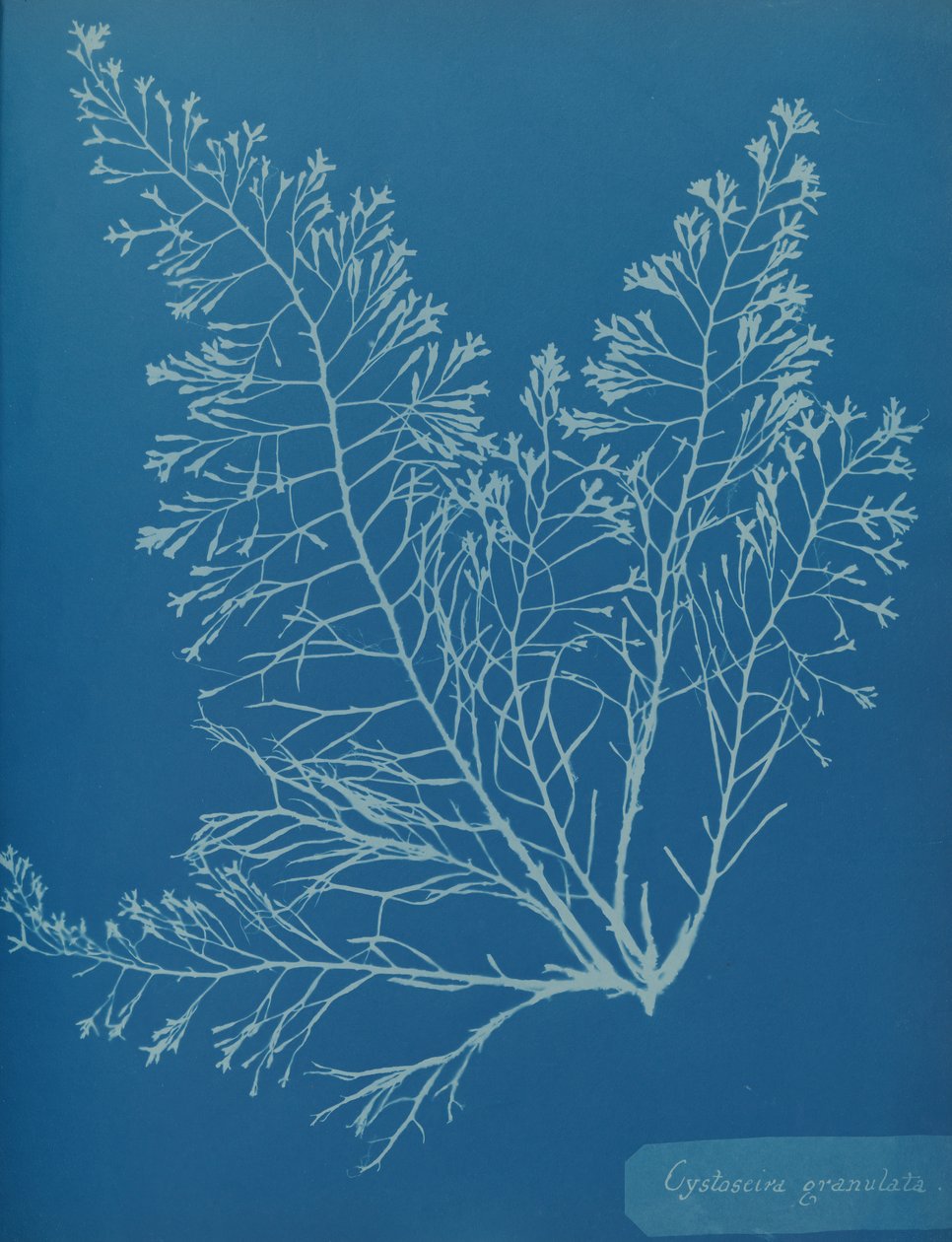 Cystoseira Granulata by Anna Atkins