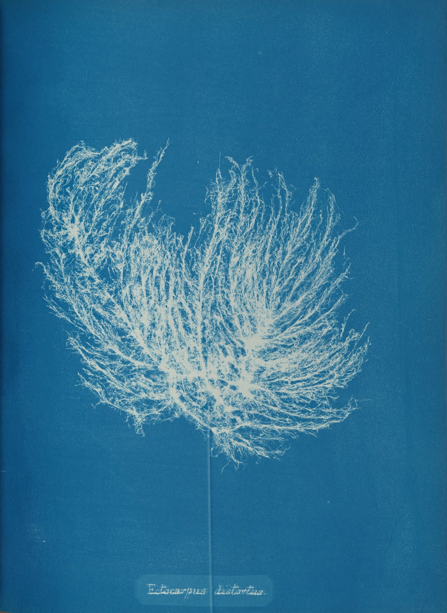 Ectocarpus distantus by Anna Atkins