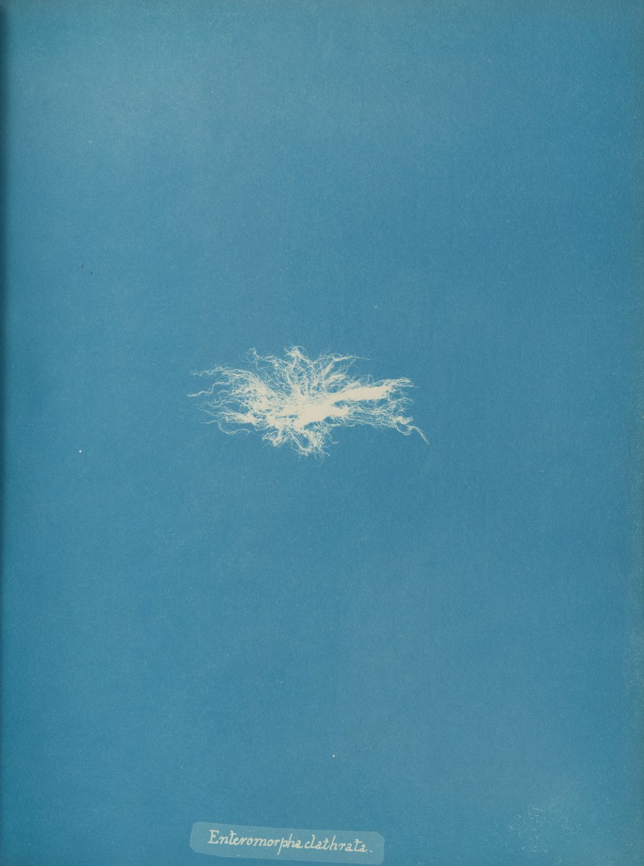Enteromorpha clathrata, ca. 1853 by Anna Atkins