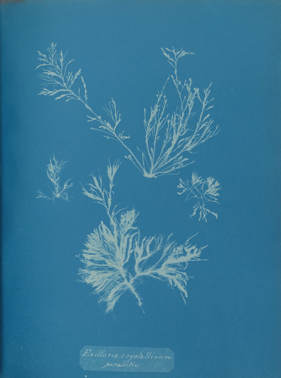 Exillaria Crystallinum Parasitic by Anna Atkins