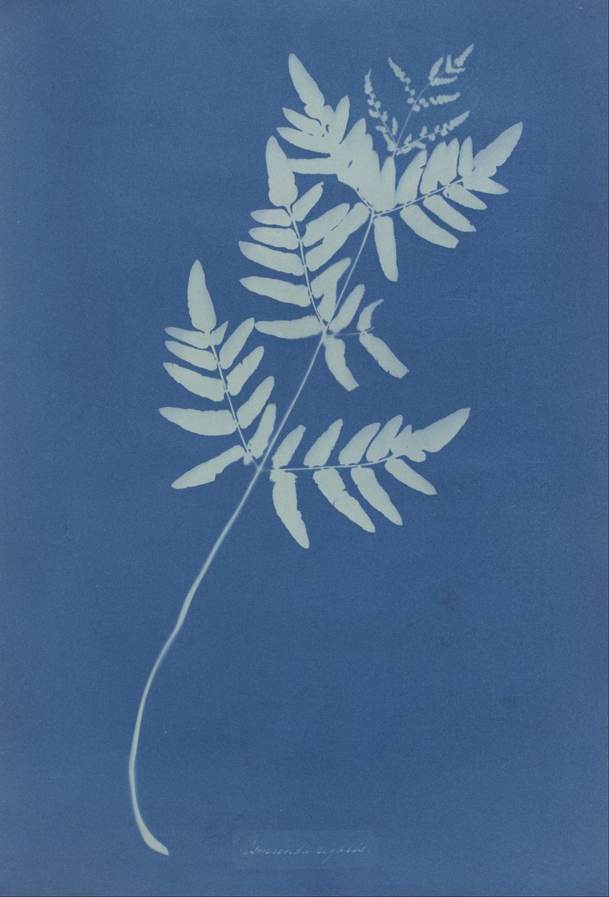 Osmunda Regalis (Australia) by Anna Atkins