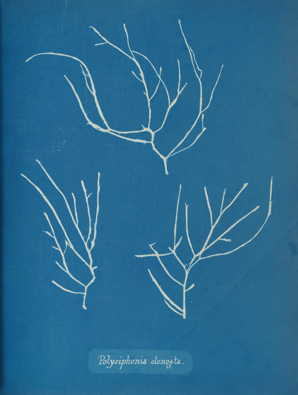 Polysiphonia Elongata by Anna Atkins