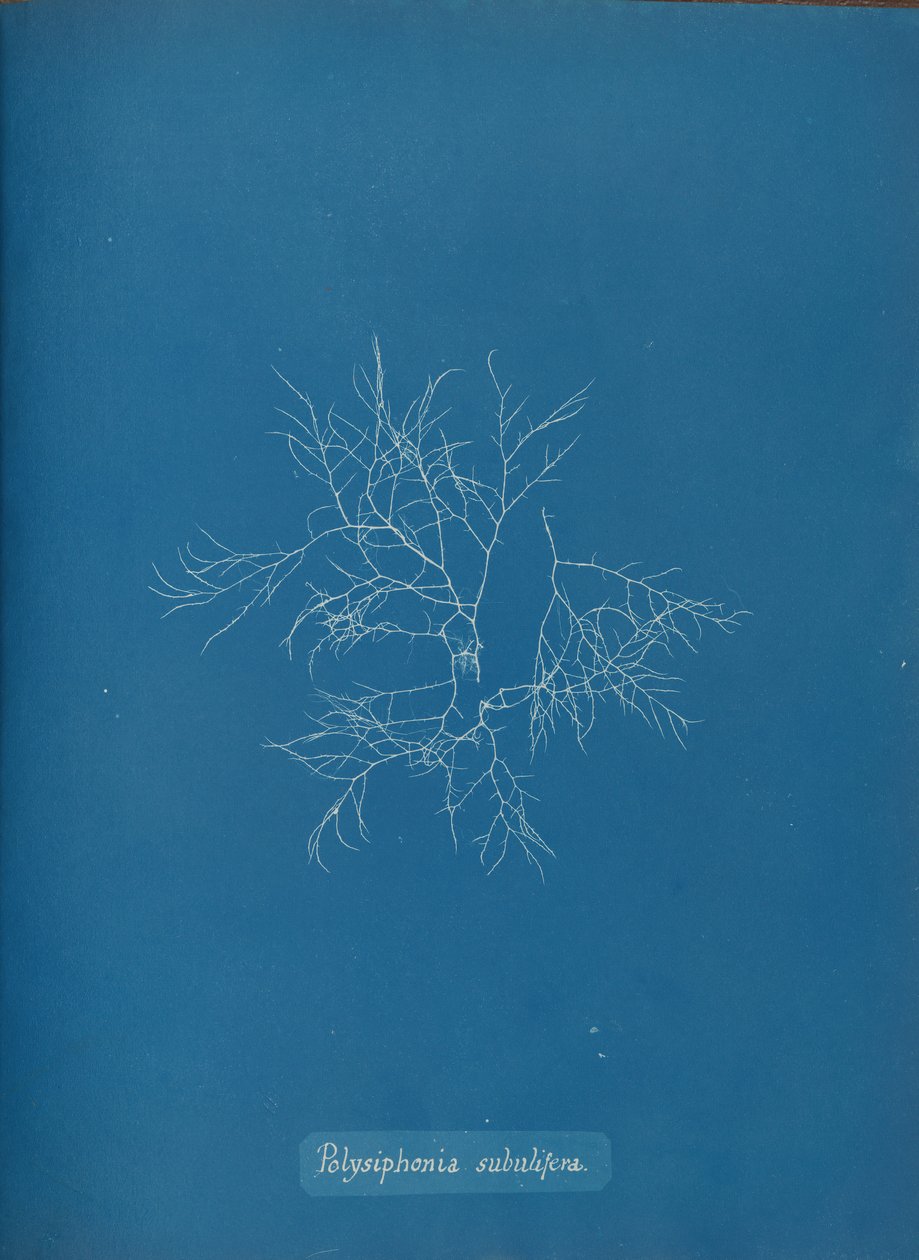 Polysiphonia subulifera by Anna Atkins