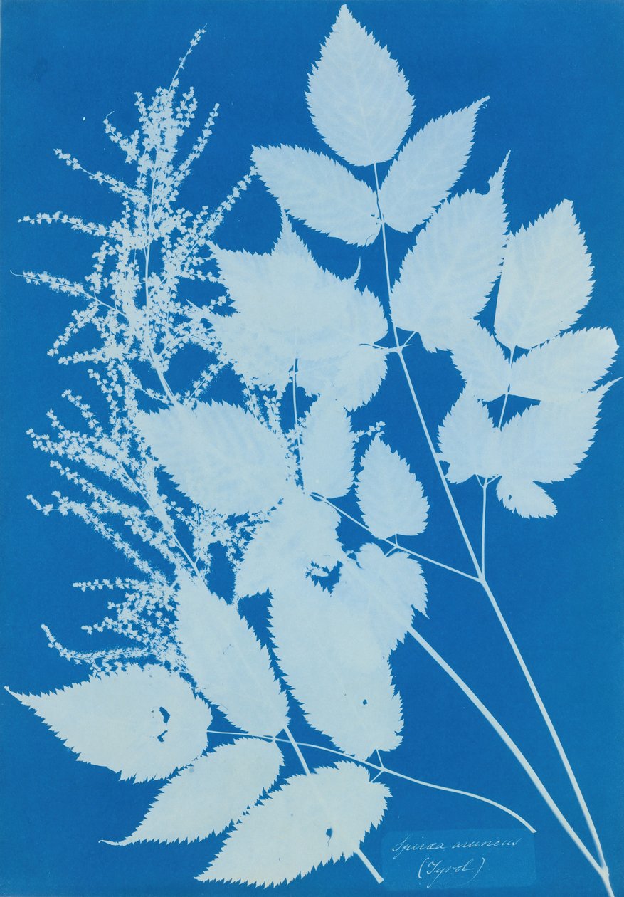 Spiraea aruncus Tyrol, 1851-54 by Anna Atkins