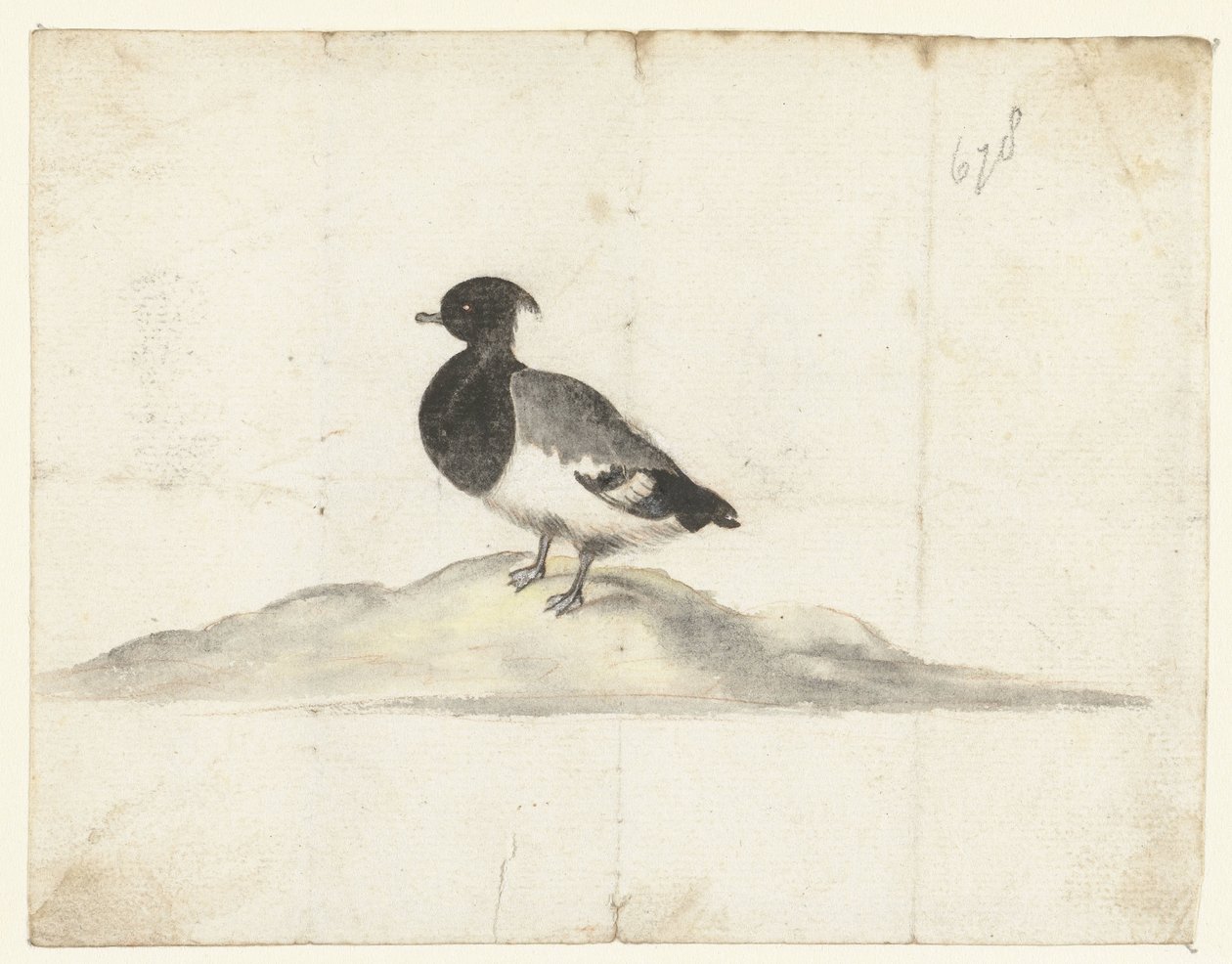Tufted Duck by Anna Cornelia Moda