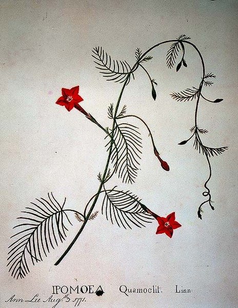 Cypress Vine: Ipomoea quomoclit by Anna Lee