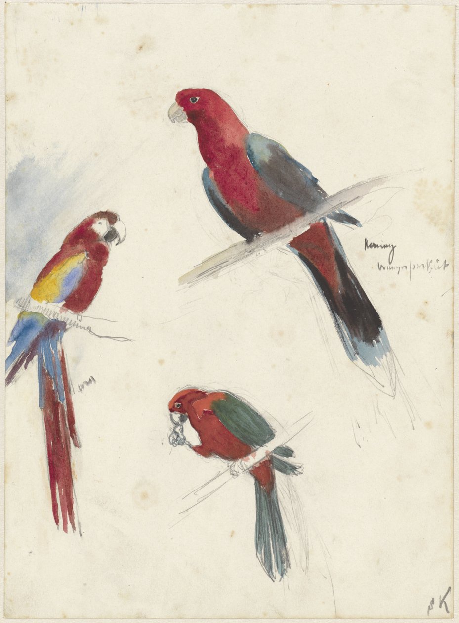 Studies of Parrots by Anna Maria Kruijff