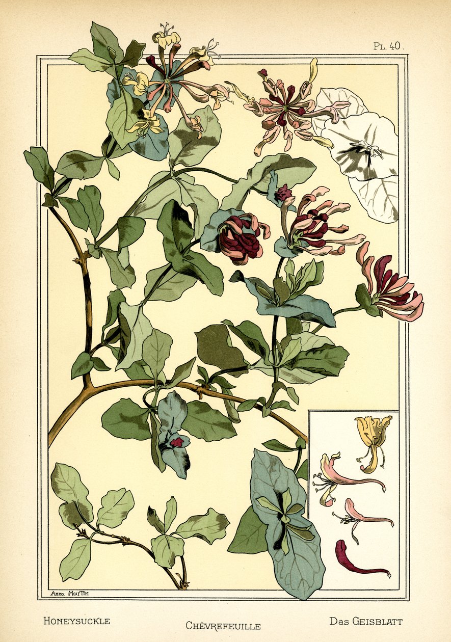 The Honeysuckle by Anna Martin