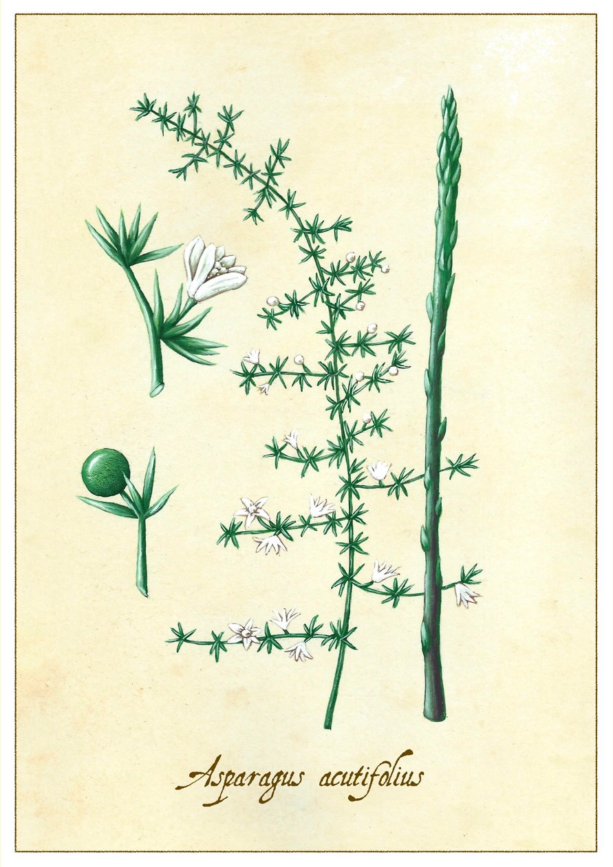 Asparagus Acutifolius by Annalisa Morrocco