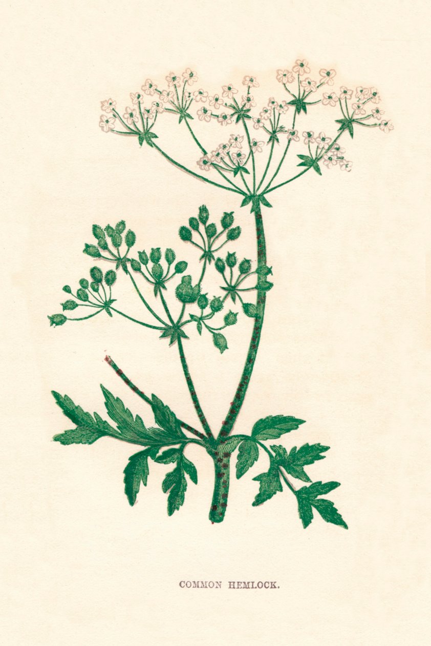 Common Hemlock, c1891 by Anne Pratt
