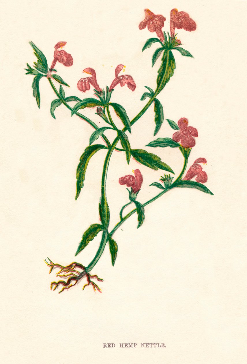 Red Hemp Nettle by Anne Pratt