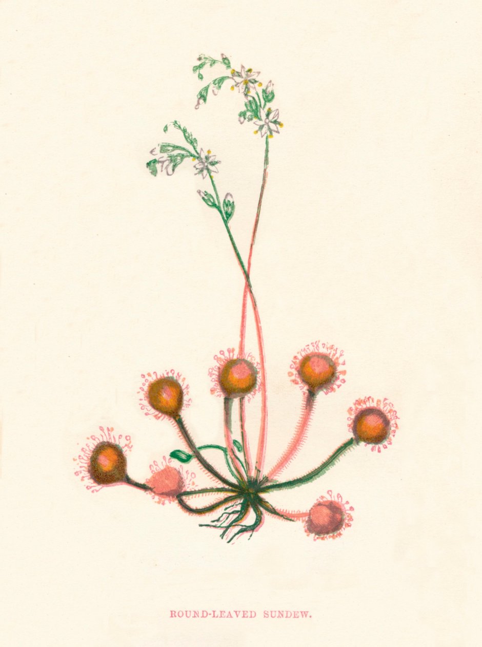 Round-Leaved Sundew, c. 1891 by Anne Pratt