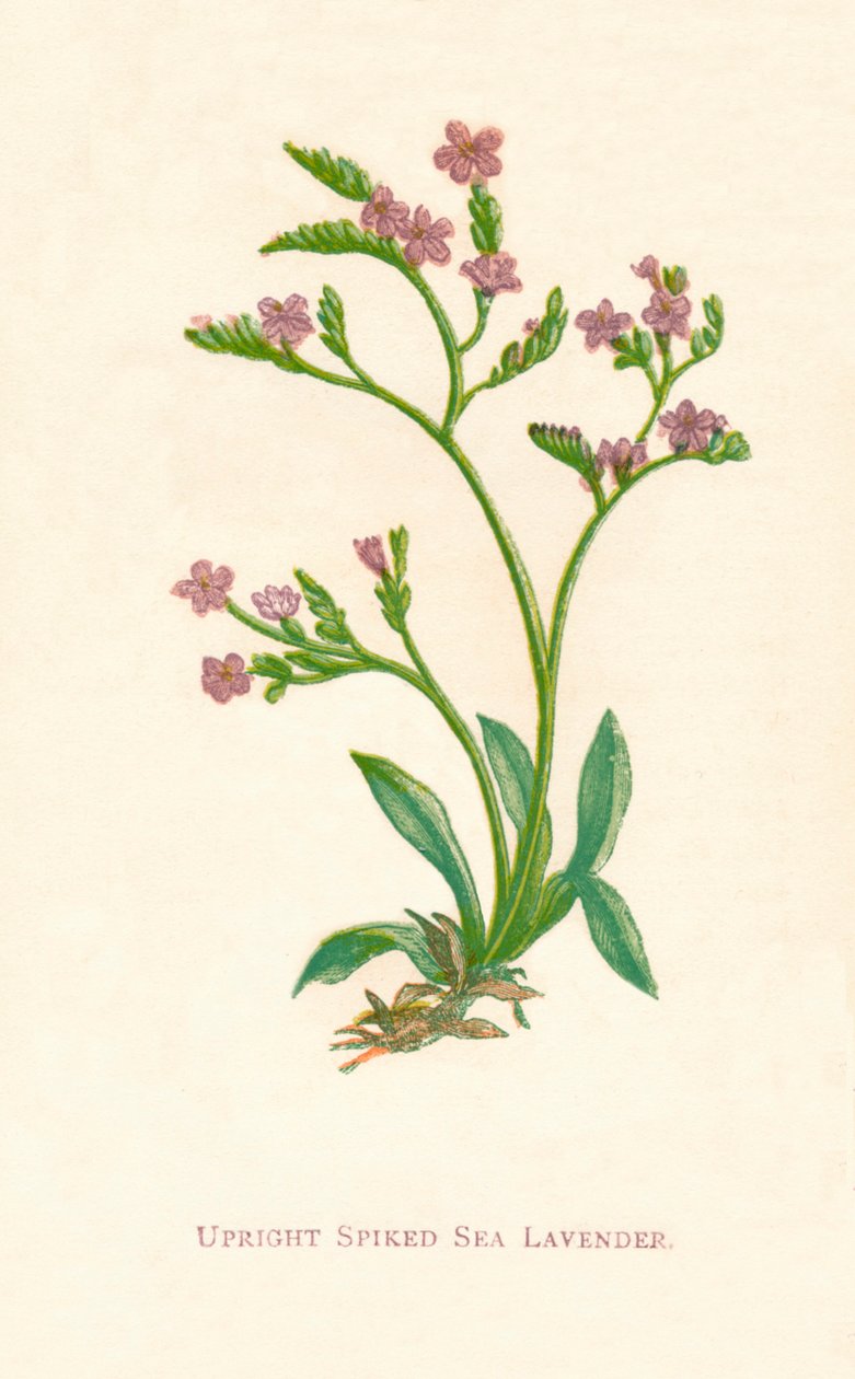 Upright Spiked Sea Lavender by Anne Pratt