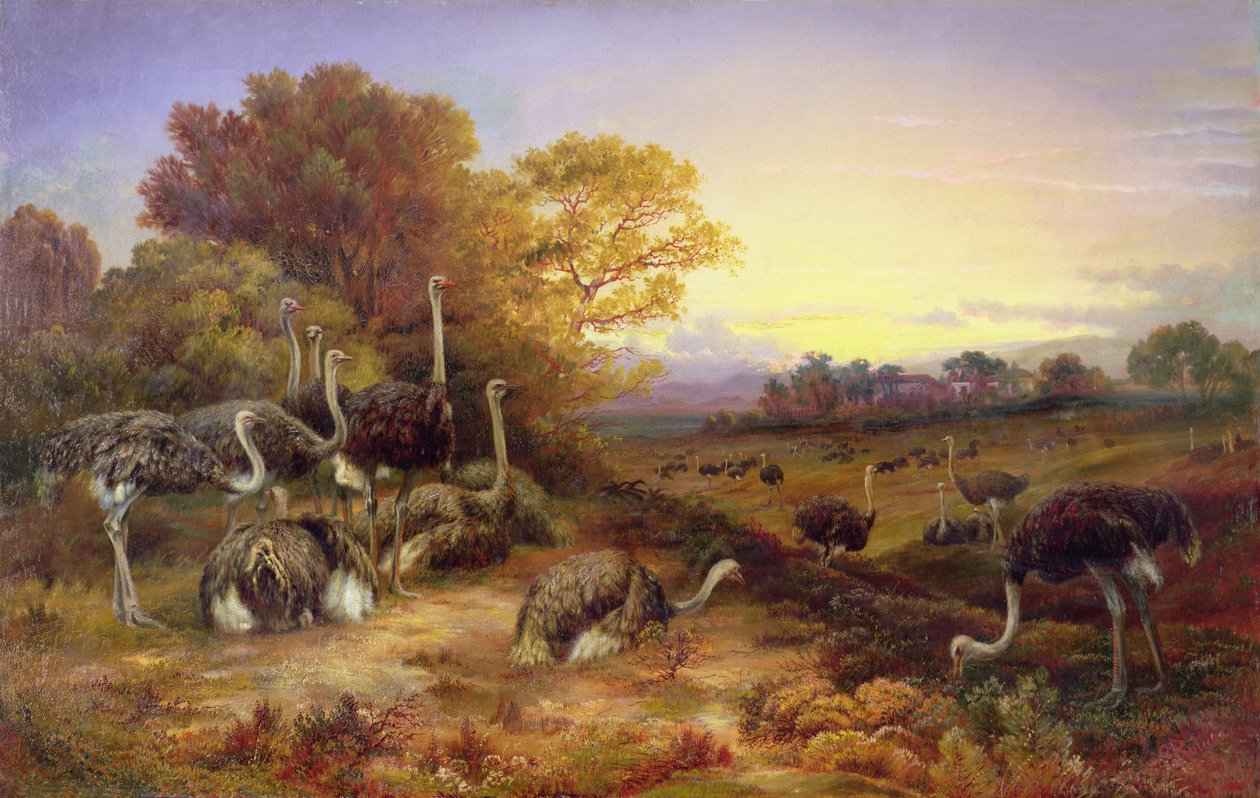 Ostriches, 19th century by Unbekannt Unbekannt