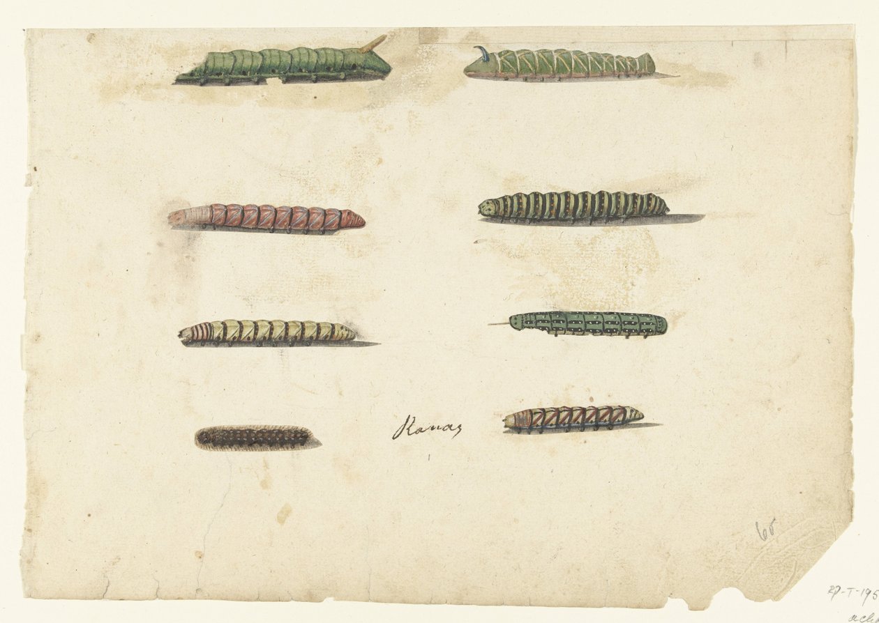 Eight Caterpillars (Lombard Album) by Anonymous