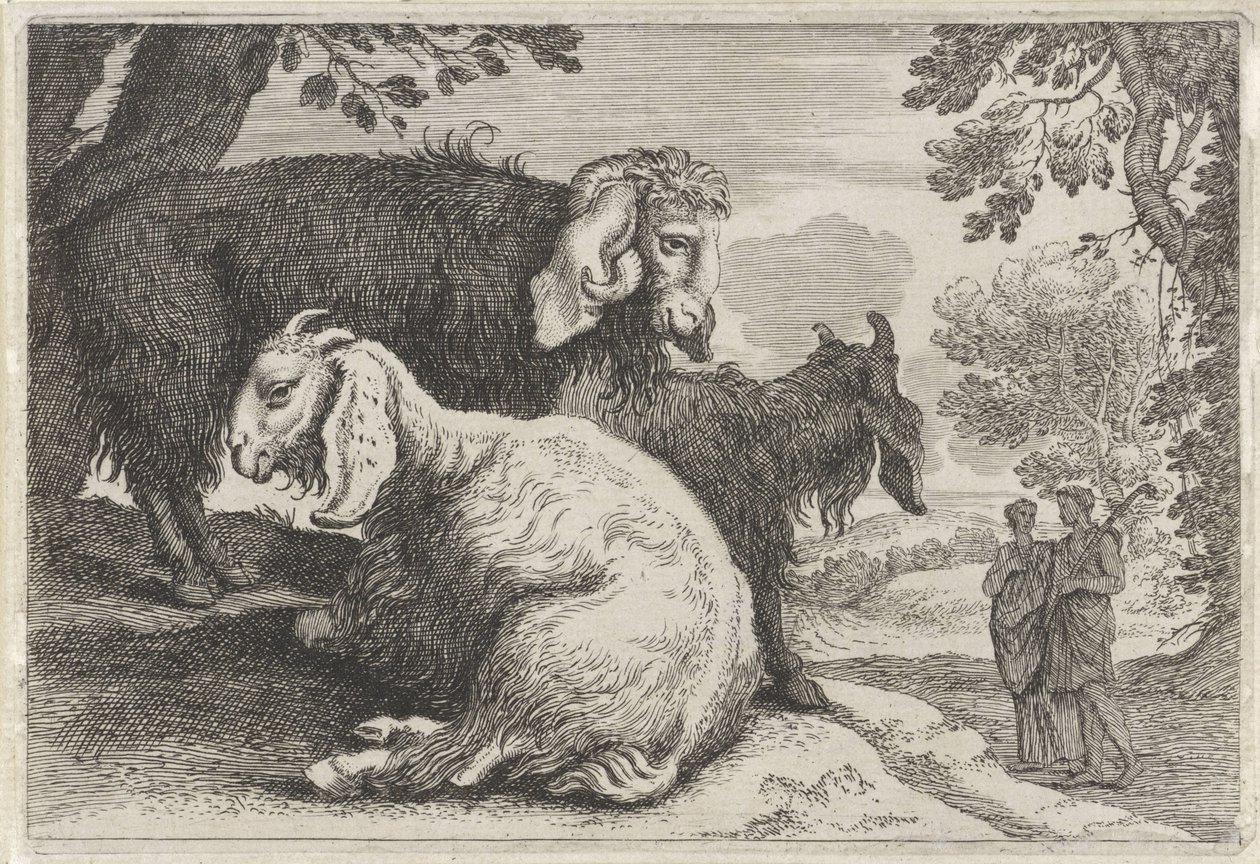 Angora Goats by Anonymous