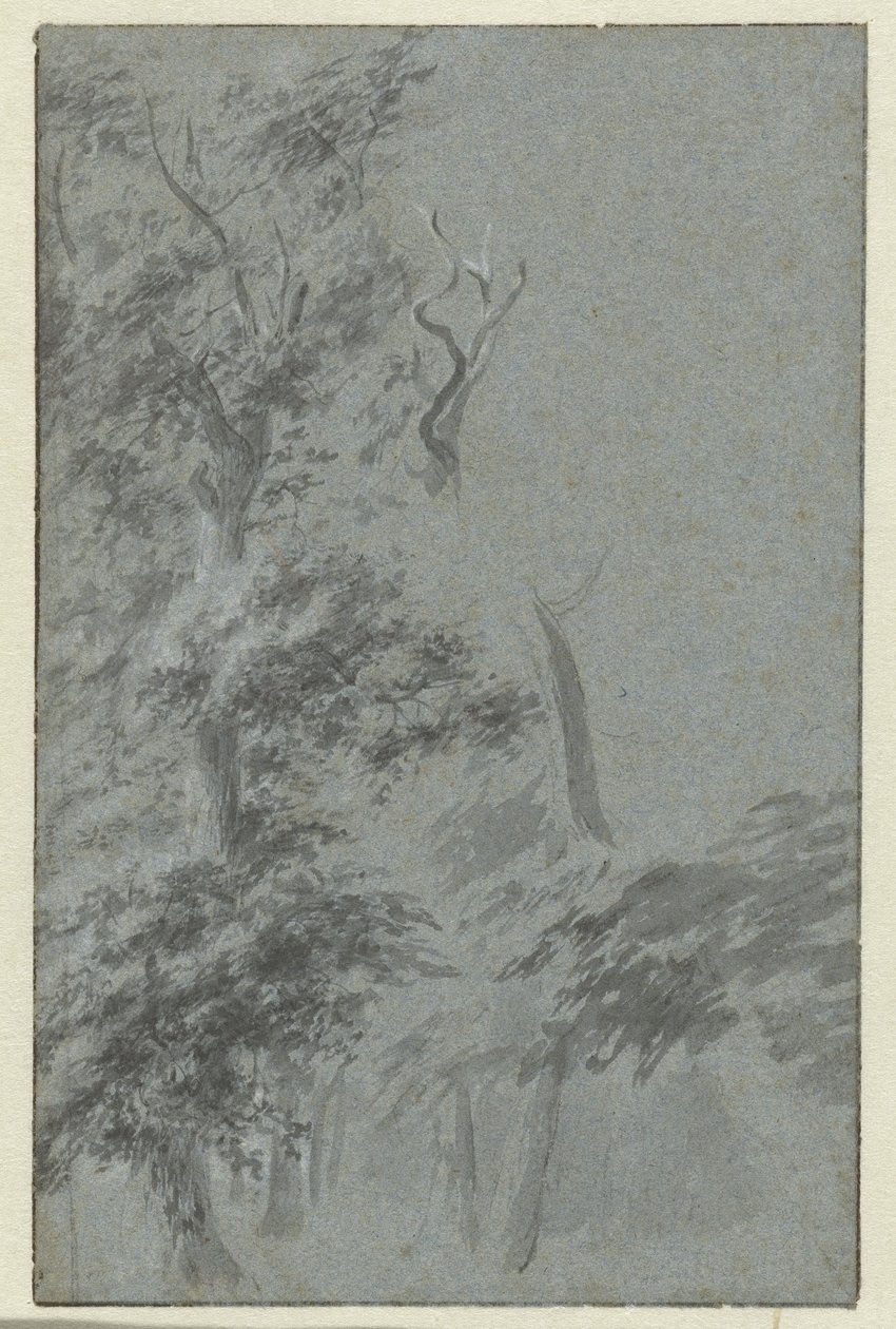 Forest Scene by Anonymous
