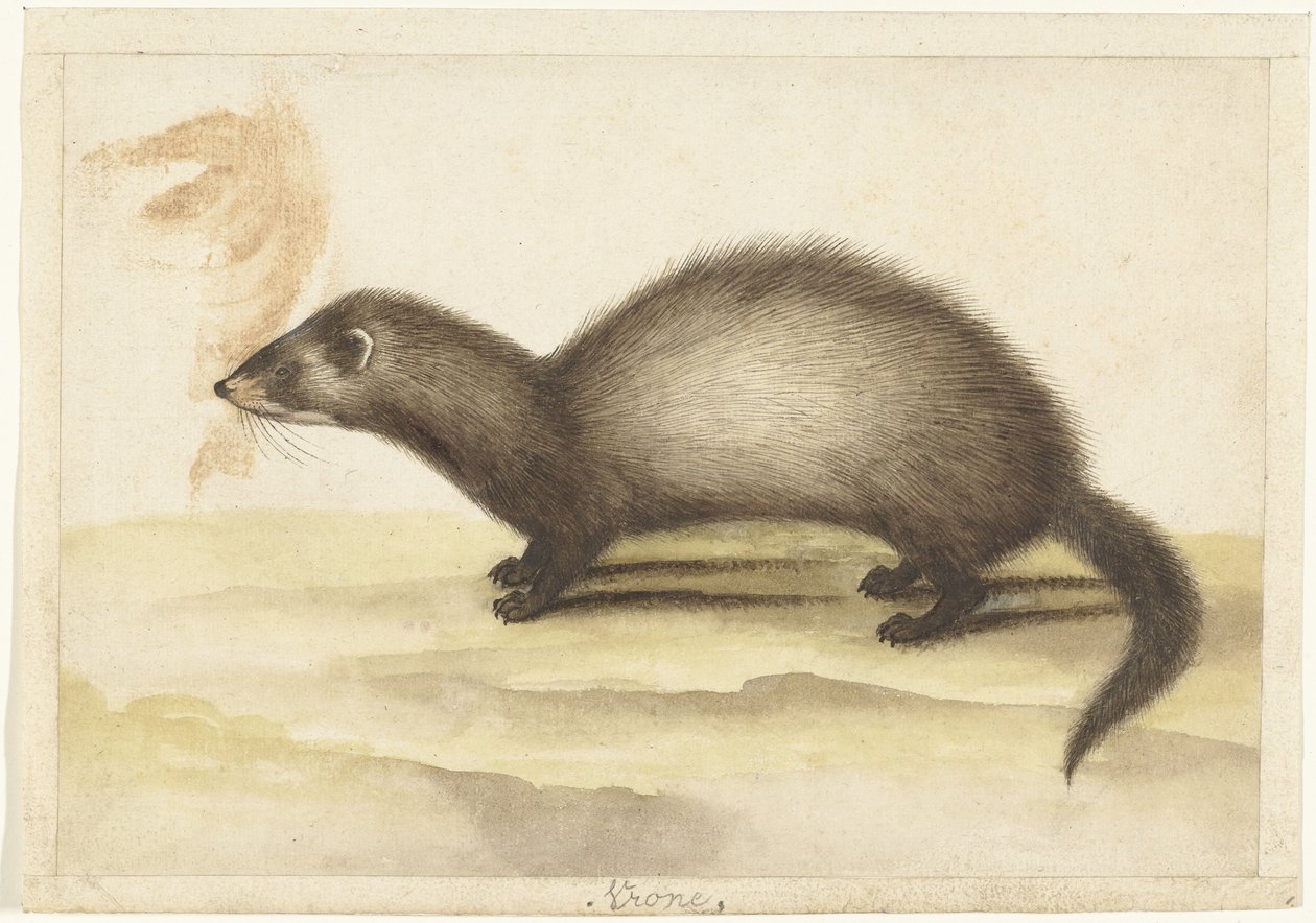 Polecat Vrone Lombard Album (series title) by Anonymous