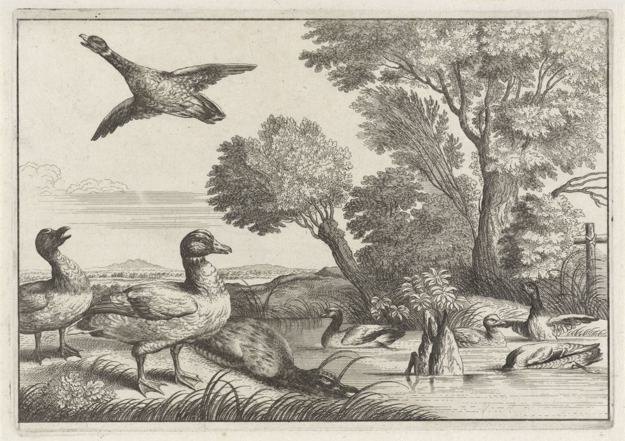 Ducks by Anonymous
