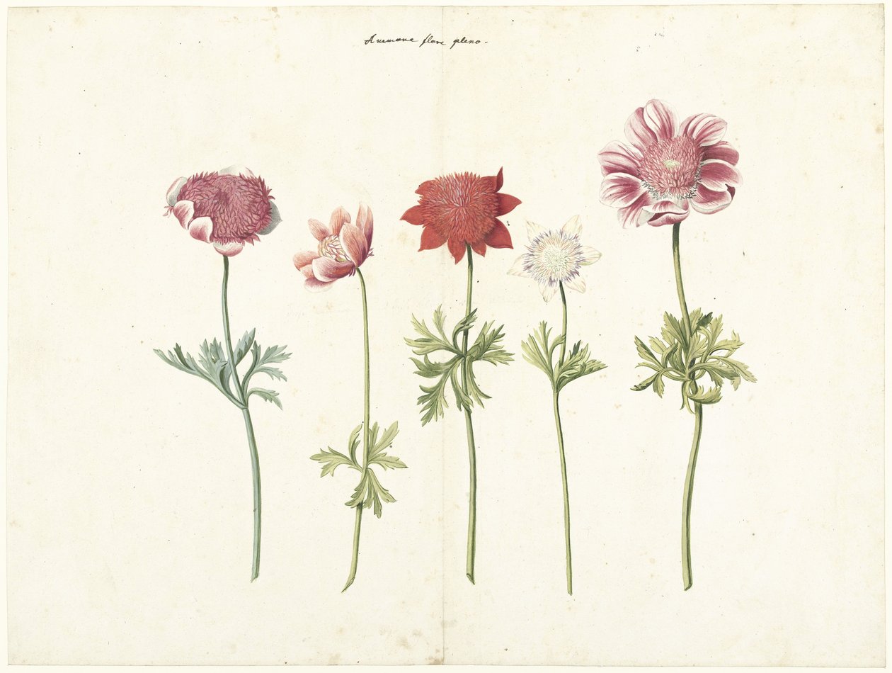 Five Studies of Anemones by Anonymous