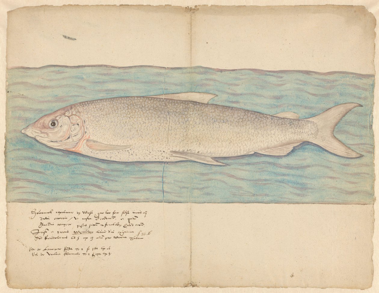 Houting (Coregonus oxyrinchus) by Anonymous
