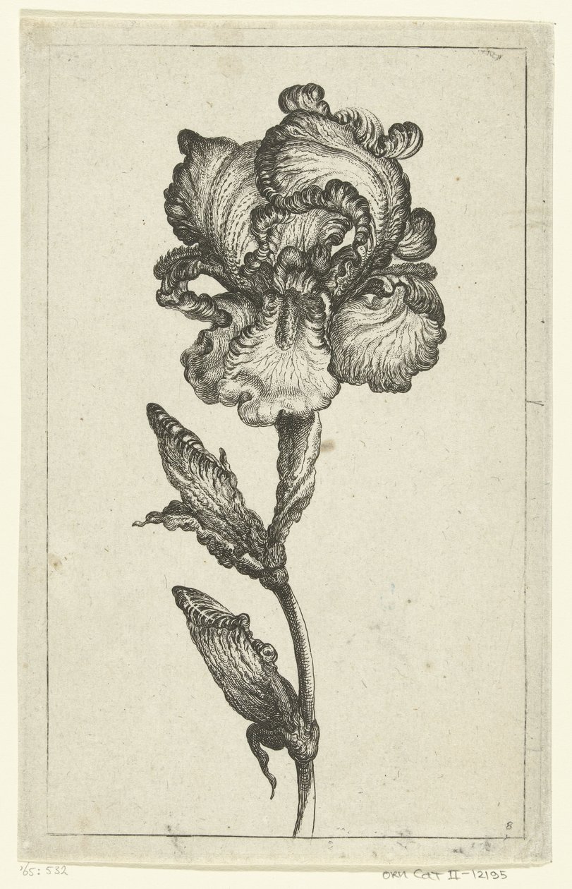 Iris (Various New Tulips and Other Flowers series) by Anonymous