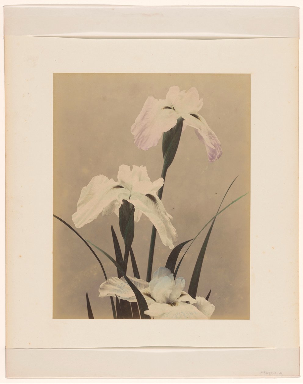 Irises by Anonymous