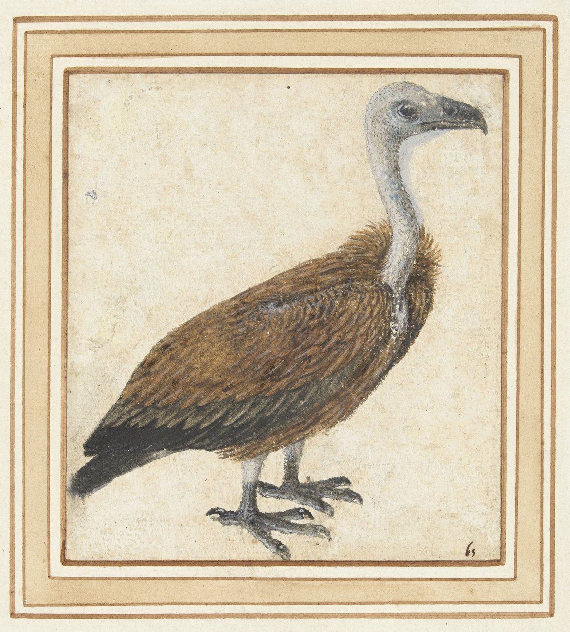 Young Griffon Vulture (Gyps fulvus) by Anonymous