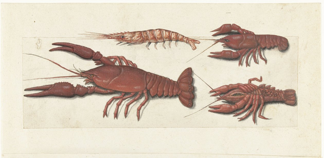 Langoustine, Two Crayfish and Shrimp (Lombard Album) by Anonymous