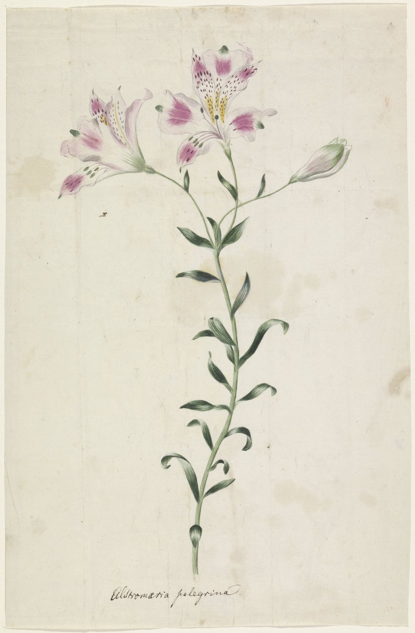 Lily (Alstroemeria Pelegrina) by Anonymous