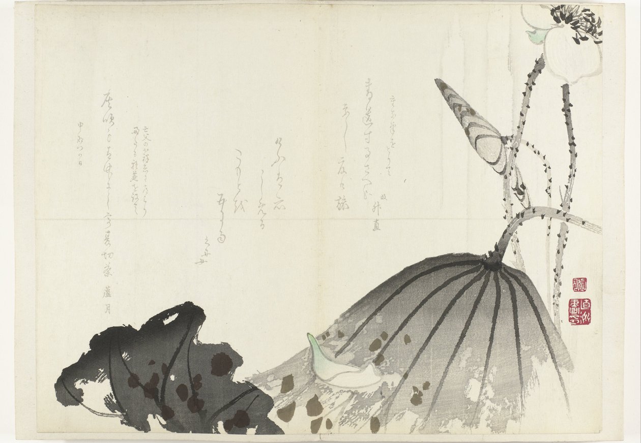 Lotus Leaf by Anonymous
