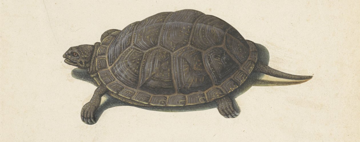 Marsh Turtle (Lombard Album Series) by Anonymous