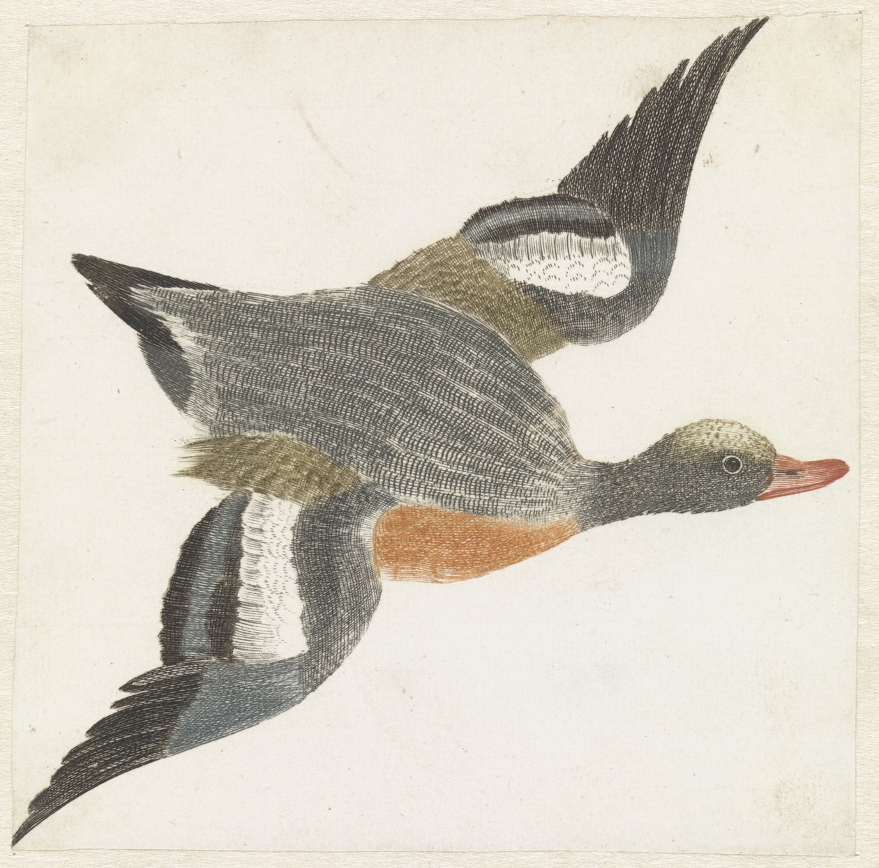Smew Flying to the Right by Anonymous