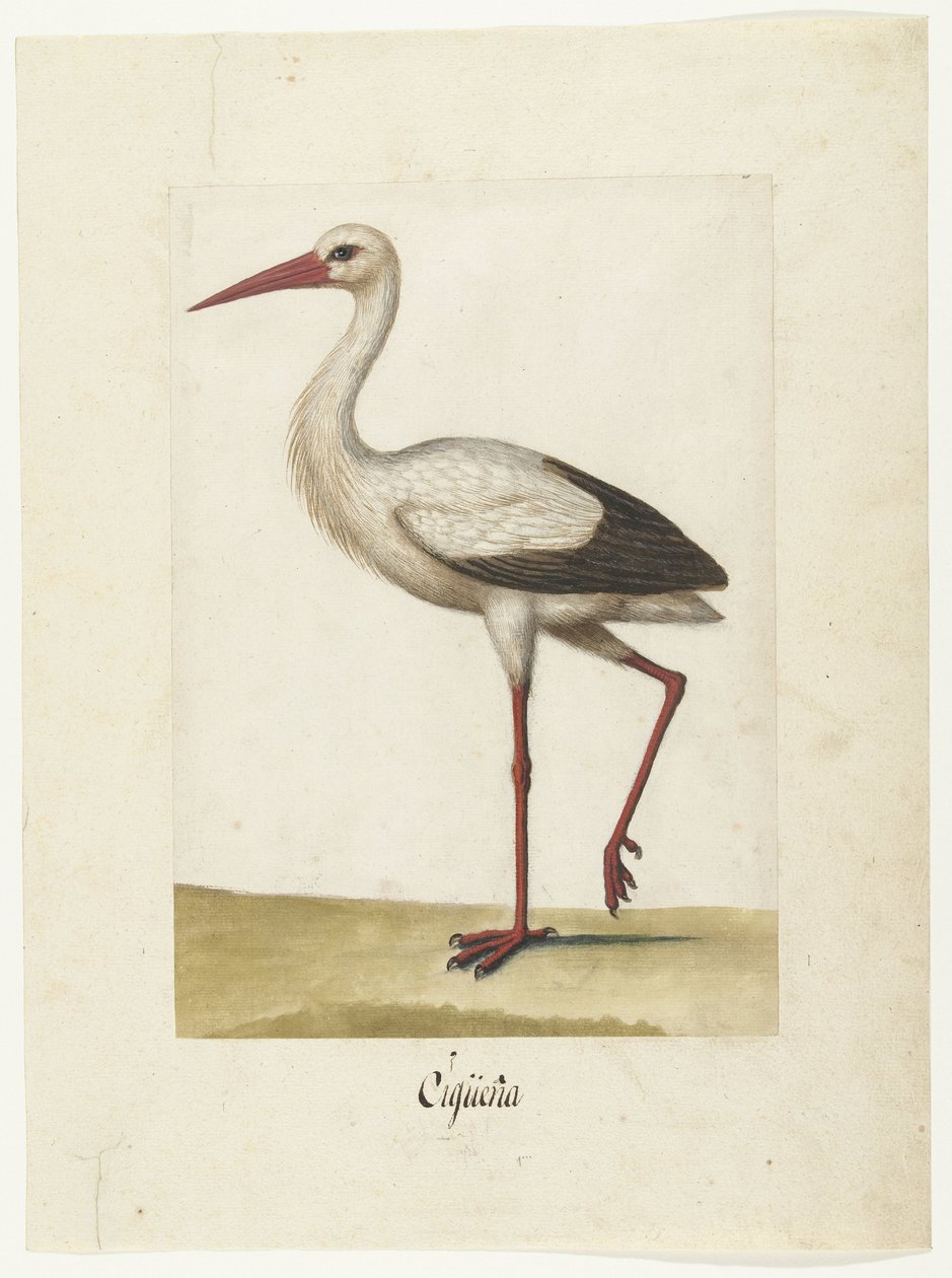 Stork by Anonymous